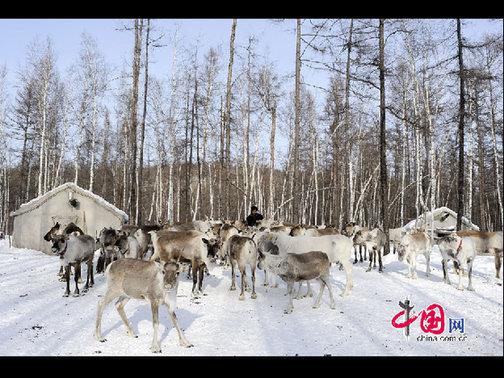 “鄂溫克”是民族自稱，意為“住在大山林中的人們”，人口少而分布廣。走進(jìn)大森林的這部分鄂溫克人被稱為“雅庫特”，或者使鹿鄂溫克。這是目前世界上唯一一個(gè)使用馴鹿的民族，代表著一種獨(dú)特的文化現(xiàn)象——馴鹿文化（又稱狩獵文化）。天高攝影