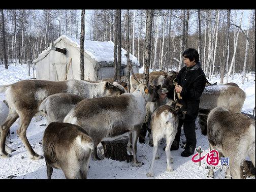 考騰寶正在給馴鹿喂喂鹽，這樣馴鹿才更聽話。天高攝影