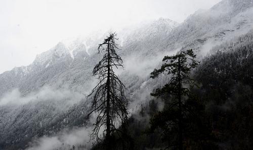 資料圖片：海拔4500米左右的林芝地區(qū)色吉拉山雪松風(fēng)光（2010年3月6日攝）。 新華社記者 普布扎西 攝