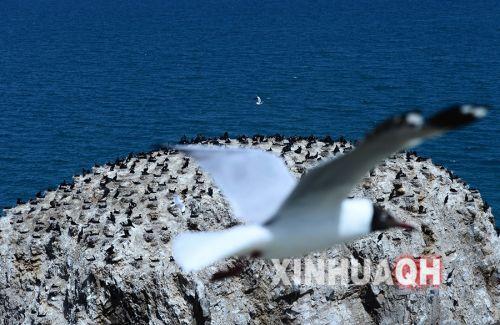 一只棕頭鷗在青海湖鸕鶿島前飛過(guò)。新華社　張宏祥　攝