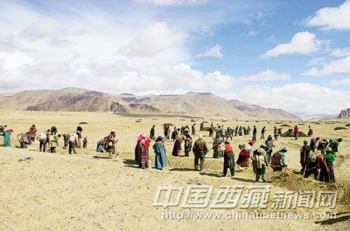 措勤縣人民的勞動場面。