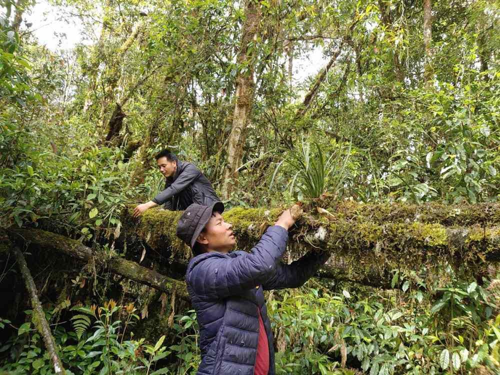 蘭花歸野。圖片由山水自然保護(hù)中心提供