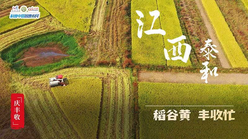 豐收進行時|全國秋收進度超六成 “糧”辰美景豐收忙