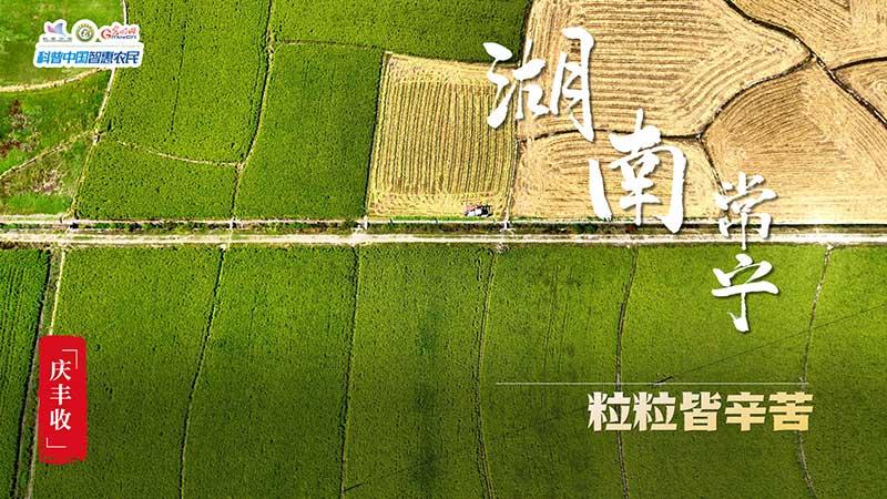 豐收進行時|全國秋收進度超六成 “糧”辰美景豐收忙