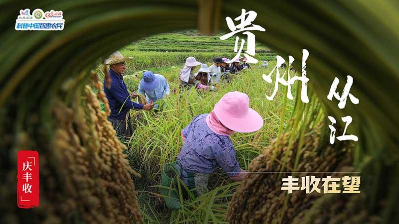 豐收進行時|全國秋收進度超六成 “糧”辰美景豐收忙