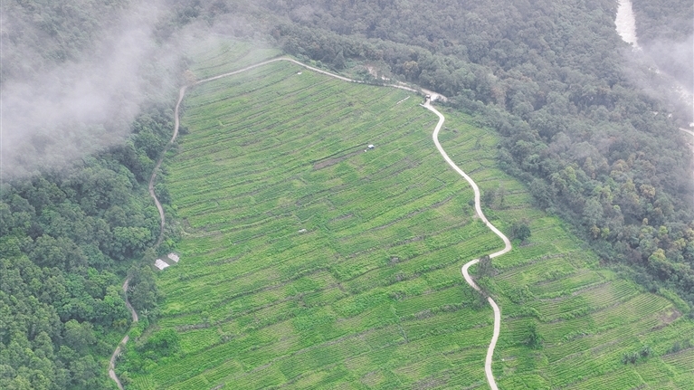 林芝市墨脫縣已建成高標(biāo)準(zhǔn)高山有機(jī)茶園103個(gè)