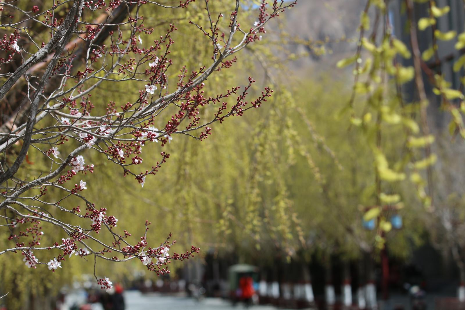 圖為：春意盎然的瓊結(jié)旅游步行街。.JPG