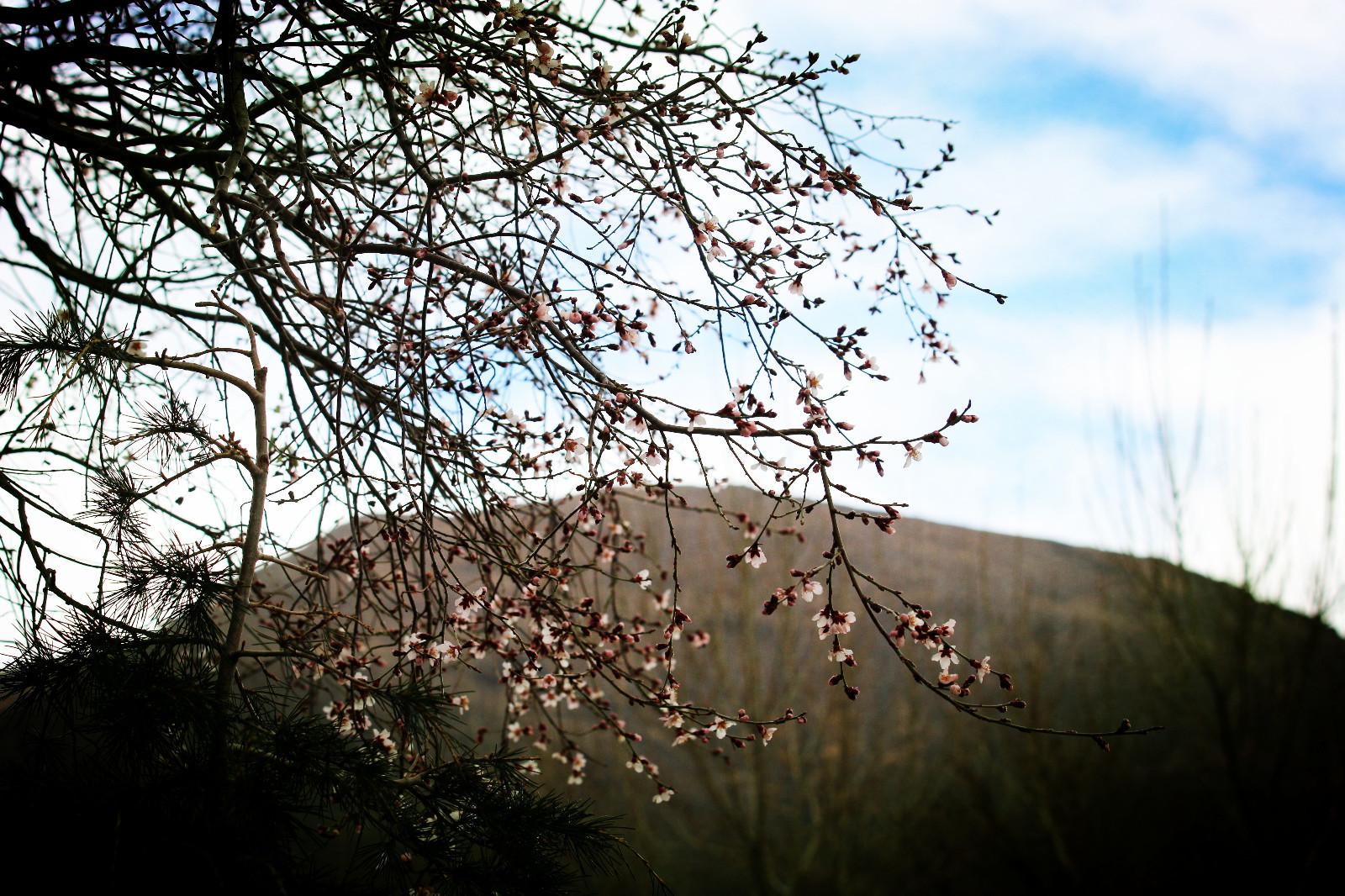圖為：瓊結(jié)木若山腳下的野桃花、.JPG